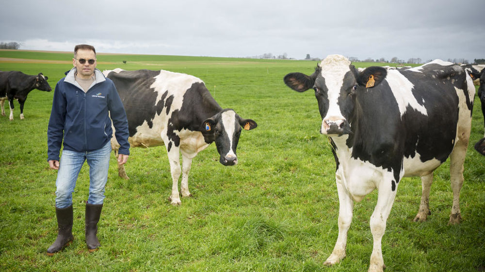 Thierry Bertot, dans la Manche, devant la doyenne de son troupeau, 9 ans, accompagnés à droite d'une vache de 3 ans.
