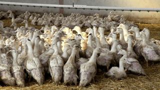 La détection du virus de l'infuenza aviaire dans les poussières présentes en bâtiment s'avère efficace. La détection du virus de l'infuenza aviaire dans les poussières présentes en bâtiment s'avère efficace.