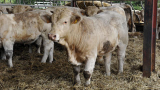Le syndicat d'abattage-découpe Culture Viande souhaite utiliser la contractualisation pour améliorer l'adéquation entre l'offre de viande bovine et la demande des consommateurs. Le syndicat d'abattage-découpe Culture Viande souhaite utiliser la contractualisation pour améliorer l'adéquation entre l'offre de viande bovine et la demande des consommateurs.