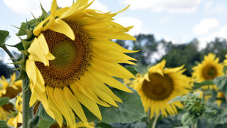 La qualité de la récolte de 2023 de tournesol présente une « certaine variabilité » entre les bassins de production, selon Terres Univia et Terres Inovia. La qualité de la récolte de 2023 de tournesol présente une « certaine variabilité » entre les bassins de production, selon Terres Univia et Terres Inovia.