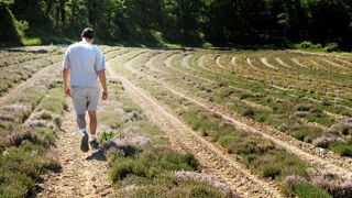 Thym, basilic, romarin, origan... Autant de plantes emblématiques de la Provence et qui sont commercialisées par la coopérative Les Aromates de Provence. Thym, basilic, romarin, origan... Autant de plantes emblématiques de la Provence et qui sont commercialisées par la coopérative Les Aromates de Provence.