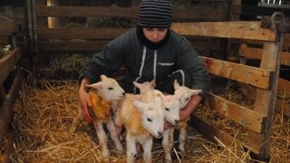 Sophie Lavigne présente une portée de quintuplés bien portants.