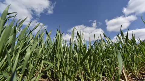 Sur blé, Azo-N s’applique en foliaire depuis le stade deux nœuds jusqu’à celui de la dernière feuille étalée. Mais des essais sont en cours pour l'utiliser à des stades plus précoces.