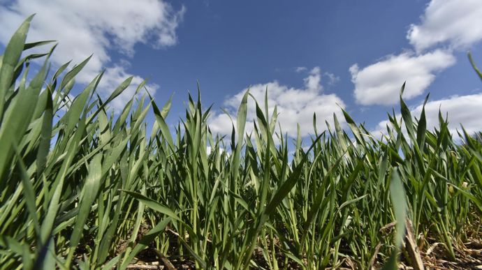 Sur blé, Azo-N s’applique en foliaire depuis le stade deux nœuds jusqu’à celui de la dernière feuille étalée. Mais des essais sont en cours pour l'utiliser à des stades plus précoces.