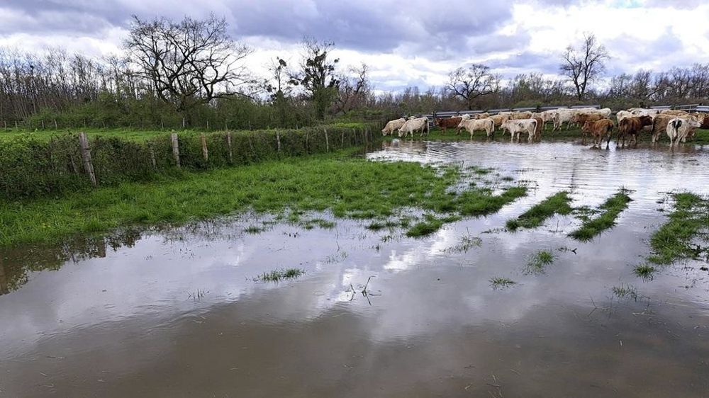 Vaches dans une parcelle inondée