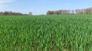 Le marché connaît un regain d’incertitudes, aussi bien géopolitiques, avec les conflits en mer Noire, que climatiques alors qu’arrive une période clé de l’élaboration du rendement et de semis de différentes cultures dans le monde. Le marché connaît un regain d’incertitudes, aussi bien géopolitiques, avec les conflits en mer Noire, que climatiques alors qu’arrive une période clé de l’élaboration du rendement et de semis de différentes cultures dans le monde.
