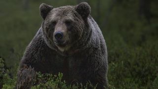 552 animaux domestiques ont été tués ou blessés en 2023, selon le rapport de l'Office français de la biodiversité. 552 animaux domestiques ont été tués ou blessés en 2023, selon le rapport de l'Office français de la biodiversité.