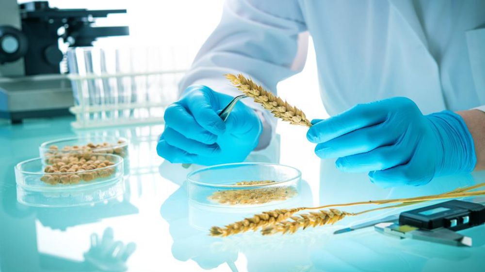 Blé dans un laboratoire