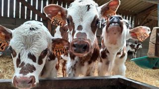 Les jeunes animaux en période de stress sont particulièrement sensibles aux troubles respiratoires Les jeunes animaux en période de stress sont particulièrement sensibles aux troubles respiratoires