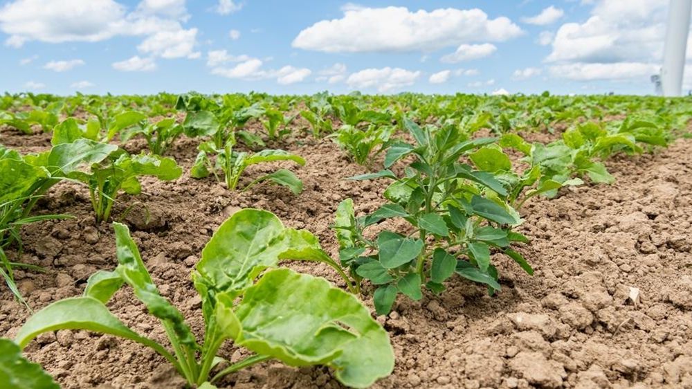 Chénopode blanc dans un champ de betteraves sucrières