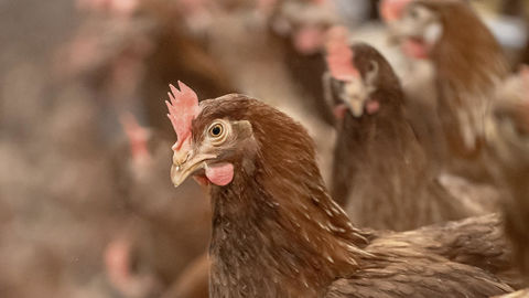 La justice donne raison aux opposants d'un projet d'élevage de 40 000 poules pondeuses à Gressey, dans les Yvelines. La justice donne raison aux opposants d'un projet d'élevage de 40 000 poules pondeuses à Gressey, dans les Yvelines.