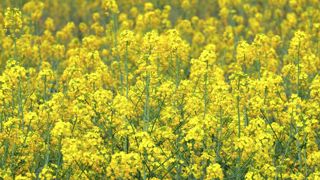 Le groupe Avril a identifié cinq options stratégiques sur lesquelles travailler dans les prochaines années.