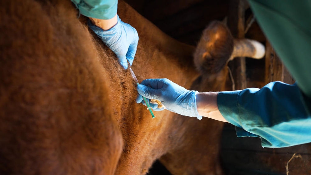 Un vétérinaire réalise une injection à une vache