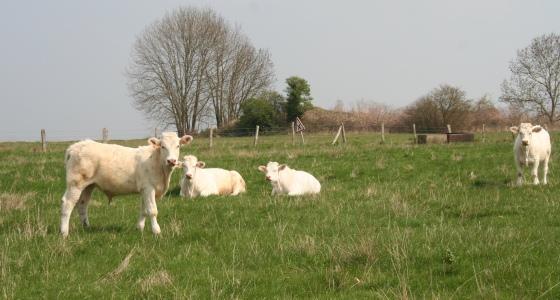 Veaux charolais dans un pré
