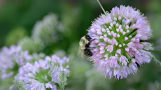Des soins naturels et innovants pour le monde horticole
