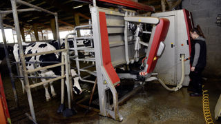 À l’instar d’autres matériels, on peut acheter mais aussi envisager de louer son robot de traite via un crédit-bail. À l’instar d’autres matériels, on peut acheter mais aussi envisager de louer son robot de traite via un crédit-bail.