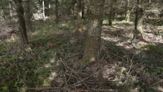 Le puits de carbone qu’est la forêt française se rapetisse à cause du changement climatique, de la sécheresse et des scolytes. Le puits de carbone qu’est la forêt française se rapetisse à cause du changement climatique, de la sécheresse et des scolytes.