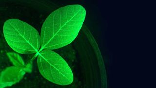 En grandes cultures, la fluorescence pourrait être utilisée à moyen terme pour détecter aux champs des agressions d’insectes, des carences en azote ou encore un stress hydrique. En grandes cultures, la fluorescence pourrait être utilisée à moyen terme pour détecter aux champs des agressions d’insectes, des carences en azote ou encore un stress hydrique.
