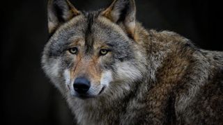 Selon le Comité des régions et des villes, il est absolument nécessaire de répondre aux préoccupations relative à la vie humaine et à la sécurité en général. Selon le Comité des régions et des villes, il est absolument nécessaire de répondre aux préoccupations relative à la vie humaine et à la sécurité en général.