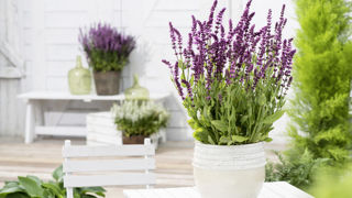 La sauge, choisie "Fleur de l’année" par Fleuroselect en 2023, a fait l’objet de présentations variétales dans des jardins en Europe et d’une campagne de promotion. La sauge, choisie "Fleur de l’année" par Fleuroselect en 2023, a fait l’objet de présentations variétales dans des jardins en Europe et d’une campagne de promotion.