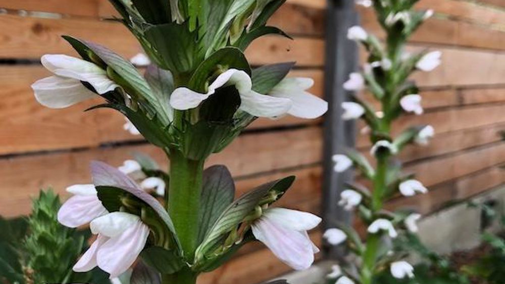 "Acanthus" 'Summer Beauty'. "Acanthus" 'Summer Beauty'.