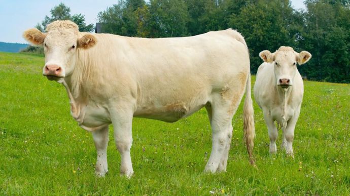 La FNB propose plusieurs leviers pour redonner un cap à l'élevage bovin en Europe.