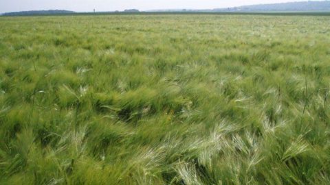 Granit Négoce dresse une prévision plus optimiste des surfaces d'orges de printemps 2024 qu'Agreste, avec 670 000 ha (contre 496 000 ha). Granit Négoce dresse une prévision plus optimiste des surfaces d'orges de printemps 2024 qu'Agreste, avec 670 000 ha (contre 496 000 ha).