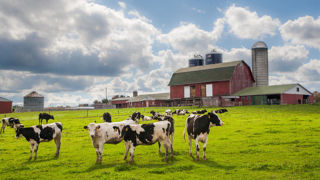 L'OMS indique qu'il n'y a pas de risque pour le circuit laitier commercial en raison de l'obligation de détruire le lait des vaches malades. L'OMS indique qu'il n'y a pas de risque pour le circuit laitier commercial en raison de l'obligation de détruire le lait des vaches malades.
