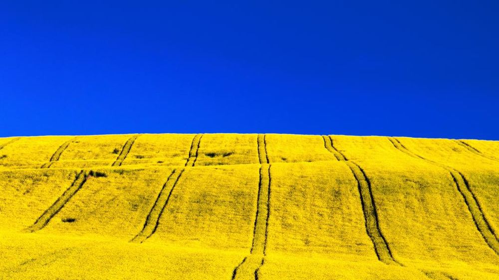 Champ aux couleurs du drapeau ukrainien