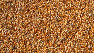 L'Organisation des Nations unies pour l'alimentation et l'agriculture (FAO) s'attend à un déficit de production de céréales en Afrique australe, notamment de maïs, à cause de la sécheresse provoquée par le phénomène climatique El Niño. L'Organisation des Nations unies pour l'alimentation et l'agriculture (FAO) s'attend à un déficit de production de céréales en Afrique australe, notamment de maïs, à cause de la sécheresse provoquée par le phénomène climatique El Niño.