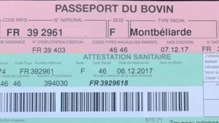 Le gouvernement veut avancer sur la dématérialisation du passeport des bovins. Le gouvernement veut avancer sur la dématérialisation du passeport des bovins.