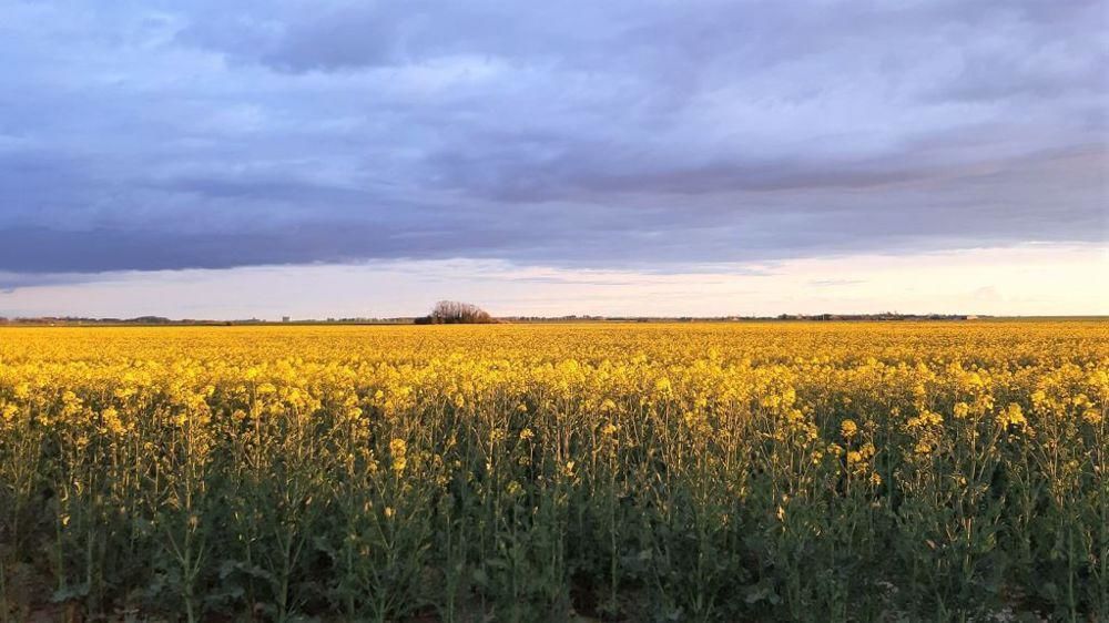 Champ de colza en fleurs
