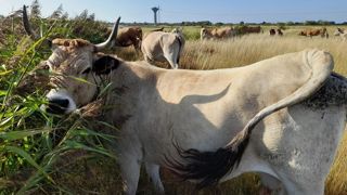 Vaches maraichines consommant des roseaux, à Notre-Dame-de-Monts, en plein cœur des marais atlantiques. Au Gaec La Barge, l’alimentation issue de ressources atypiques représente près de 30 % de la ration des vaches allaitantes. Vaches maraichines consommant des roseaux, à Notre-Dame-de-Monts, en plein cœur des marais atlantiques. Au Gaec La Barge, l’alimentation issue de ressources atypiques représente près de 30 % de la ration des vaches allaitantes.