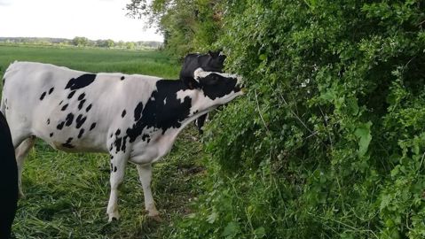 Génisses dans haies arborées Génisses dans haies arborées