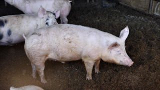 Les abattages de porcs charcutiers reculent de 2,4 % entre mars 2023 et mars 2024. Les abattages de porcs charcutiers reculent de 2,4 % entre mars 2023 et mars 2024.