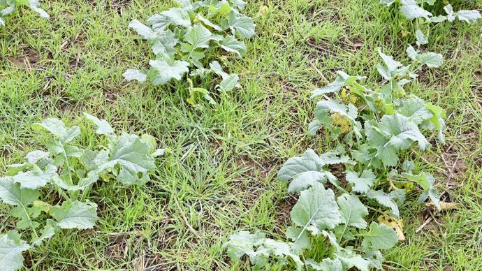 Les graminées, comme le vulpin, sont de plus en plus présentes dans les parcelles de colza.