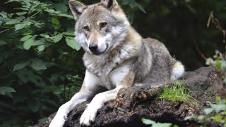 Le loup apprend vite et s'adapte. Il s'oriente vers la proie la plus facile d'accès et le comportement de l'espèce n'a pas changé en cela depuis des décennies. Le loup apprend vite et s'adapte. Il s'oriente vers la proie la plus facile d'accès et le comportement de l'espèce n'a pas changé en cela depuis des décennies.