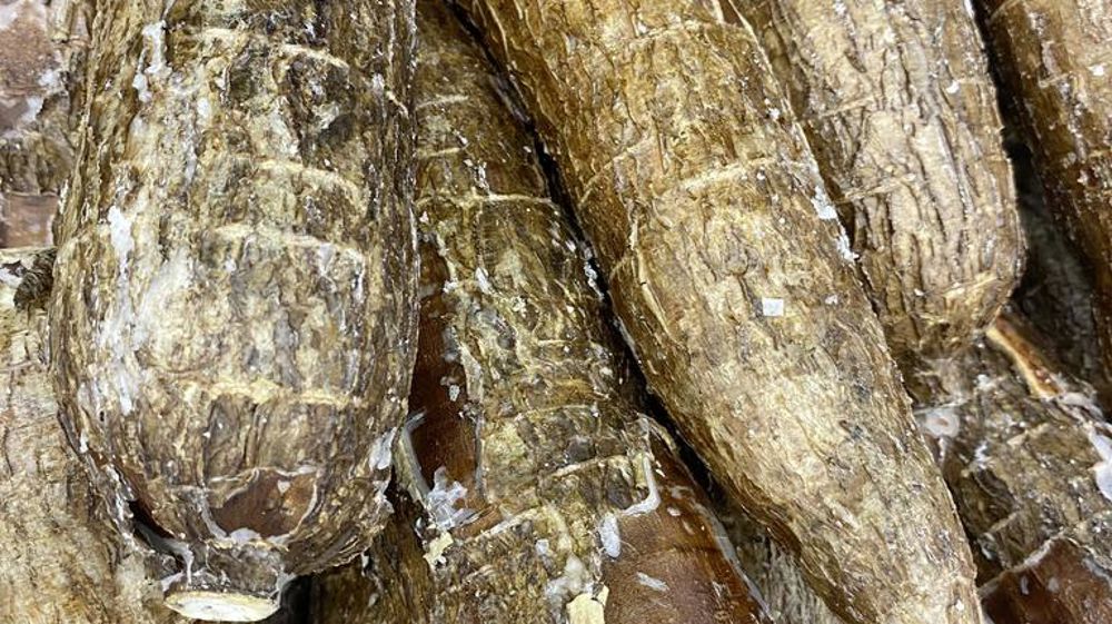 Sous une épaisse peau brune et rugueuse, la racine de manioc recèle une chair blanche.