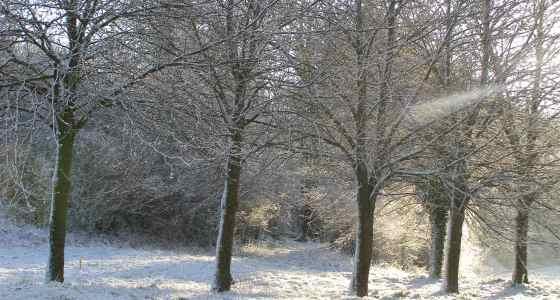 Arbres avec de la neige