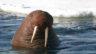 Pour la première fois, la grippe aviaire aurait été enregistrée chez un morse, sur l'archipel du Svalbard, en Arctique. Pour la première fois, la grippe aviaire aurait été enregistrée chez un morse, sur l'archipel du Svalbard, en Arctique.