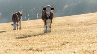 Les cours de la vache U se sont maintenus en avril, en lien avec le ralentissement de la décapitalisation. Les cours de la vache U se sont maintenus en avril, en lien avec le ralentissement de la décapitalisation.