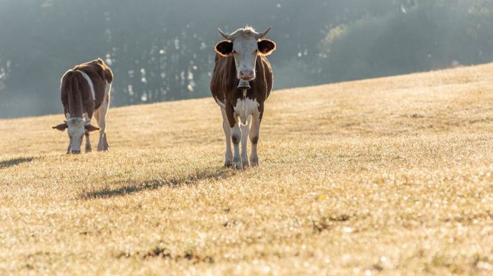 Les cours de la vache U se sont maintenus en avril, en lien avec le ralentissement de la décapitalisation.