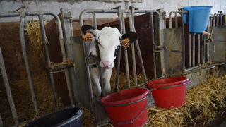Pour élaborer un étiquetage européen, l'Anses recommande un changement radical dans l'évaluation du bien-être animal. Pour élaborer un étiquetage européen, l'Anses recommande un changement radical dans l'évaluation du bien-être animal.