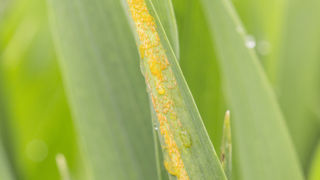 Arvalis précise que les premières attaques de rouille jaune sur blé sont localisées sur les feuilles du bas de quelques plantes. Ensuite, des taches jaunes apparaissent par foyers. Arvalis précise que les premières attaques de rouille jaune sur blé sont localisées sur les feuilles du bas de quelques plantes. Ensuite, des taches jaunes apparaissent par foyers.