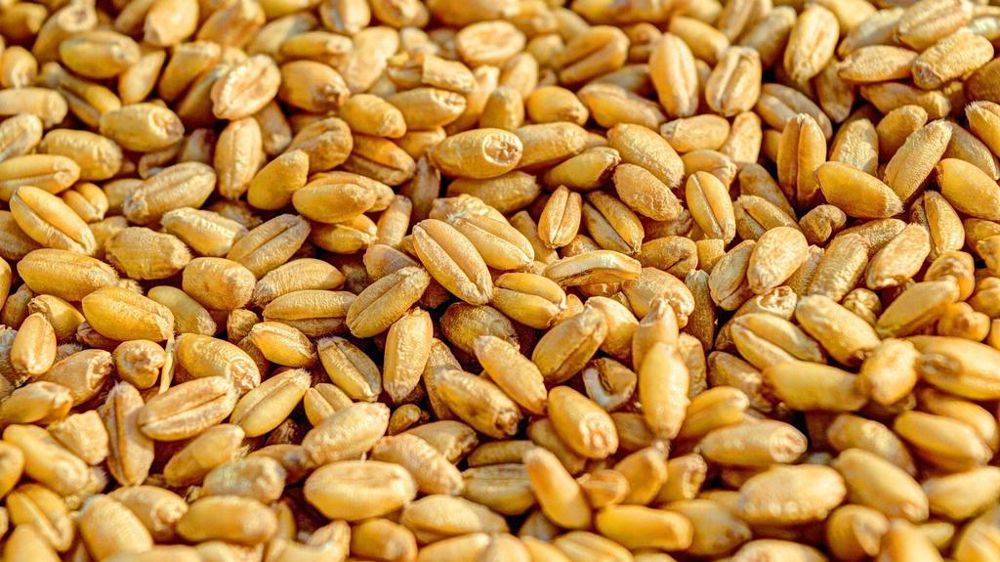 Grains blé céréales