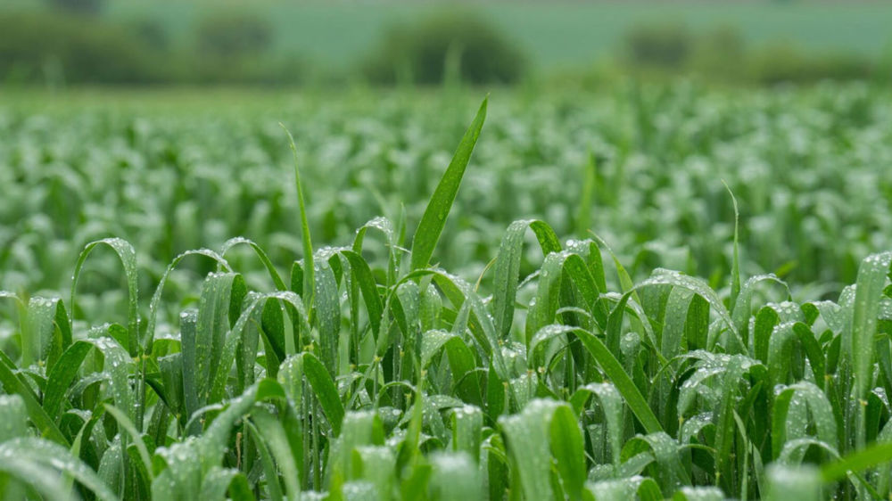 Les pluies hivernales n’écartent pas le risque d’un stress hydrique estival