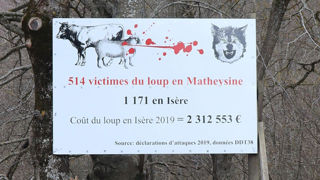 L’impact du loup sur la santé physique et mentale des éleveurs ne se mesure pas en chiffres. L’impact du loup sur la santé physique et mentale des éleveurs ne se mesure pas en chiffres.