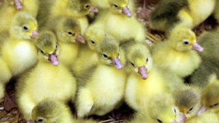 Seize couvoirs désignés volontaires vont participer à un retour d’expérience sur la vaccination contre la grippe aviaire des canards à un jour d'âge. Seize couvoirs désignés volontaires vont participer à un retour d’expérience sur la vaccination contre la grippe aviaire des canards à un jour d'âge.