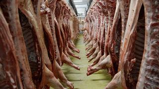 La baisse des prix ralentit au Marché du porc breton depuis une semaine. La baisse des prix ralentit au Marché du porc breton depuis une semaine.