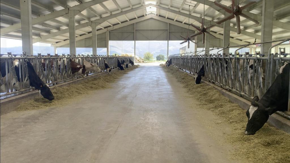 Stabulation laitière en espagne